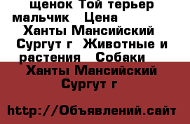 щенок Той-терьер мальчик › Цена ­ 10 000 - Ханты-Мансийский, Сургут г. Животные и растения » Собаки   . Ханты-Мансийский,Сургут г.